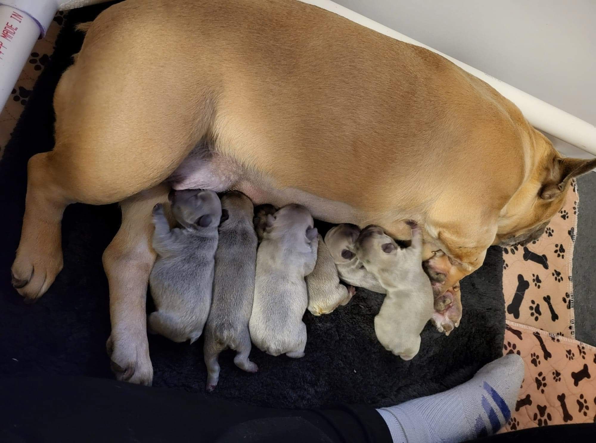 A Forever Frenchies puppy, out of Bubbles by FatStax, in their forever home