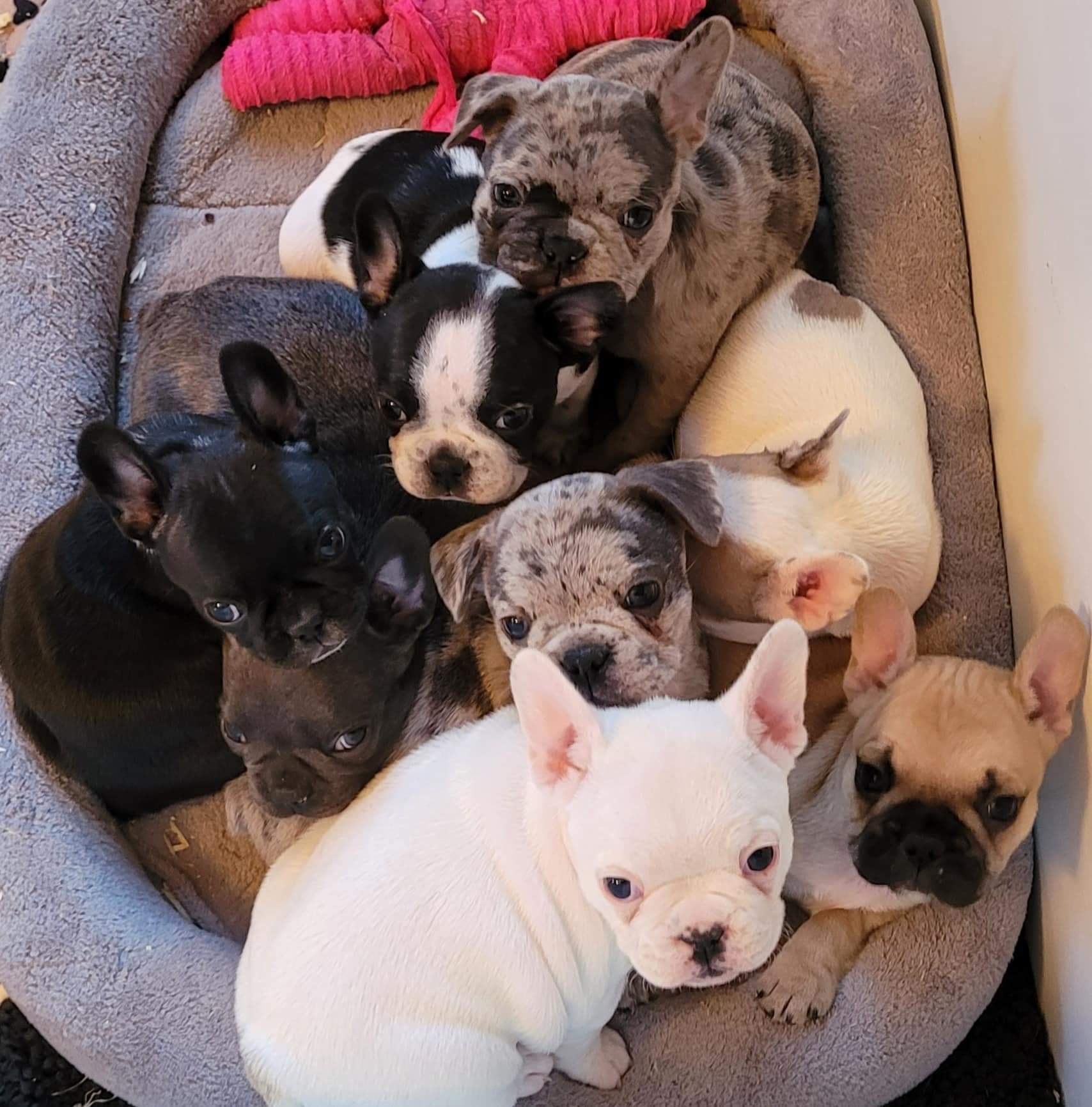 A Forever Frenchies puppy, out of Maebie by Jager, in their forever home