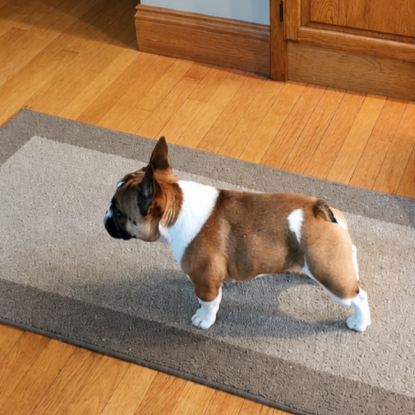 Fubu, super compact standard pied French Bulldog stud