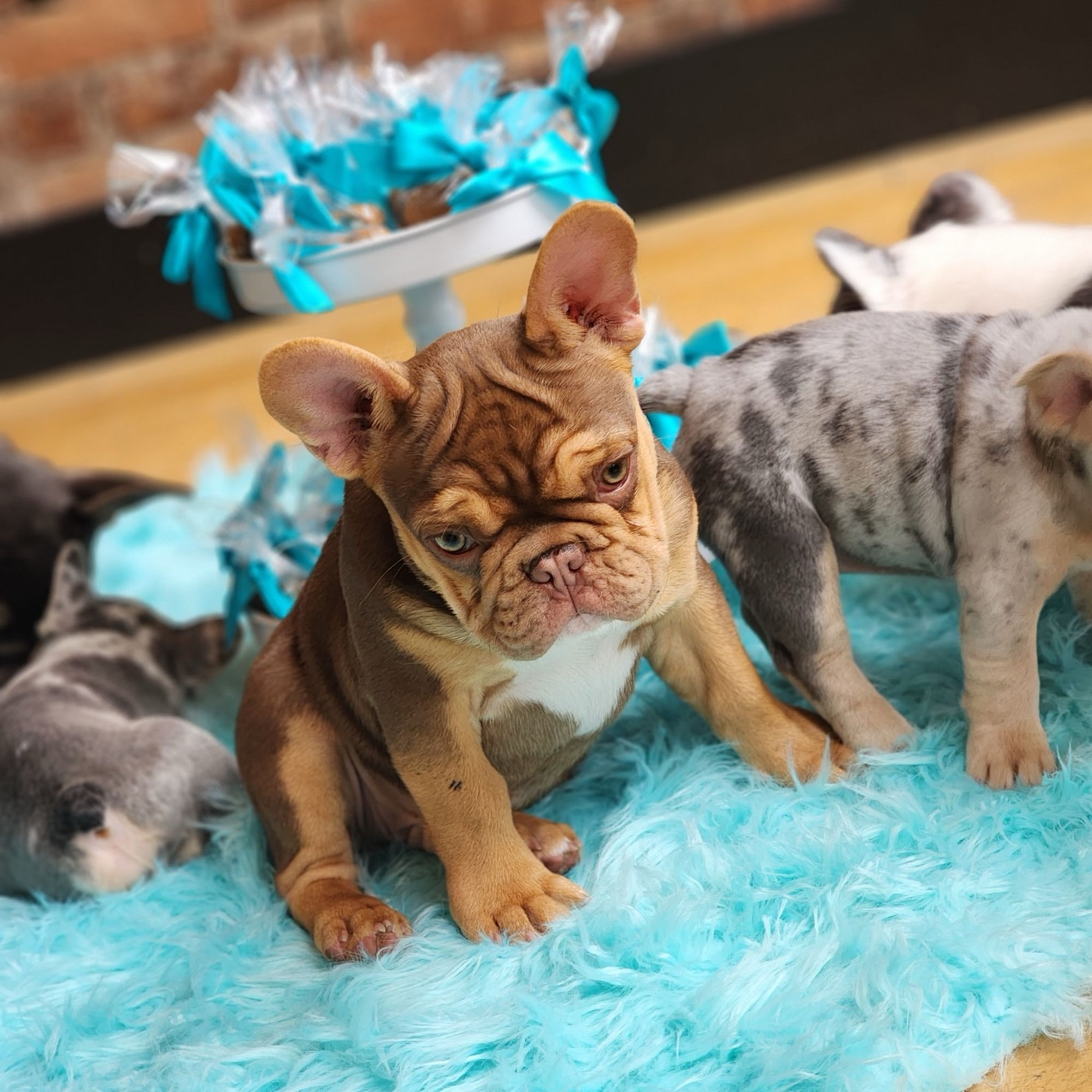 Hotwheels, upcoming Forever Frenchies French Bulldog stud puppy
