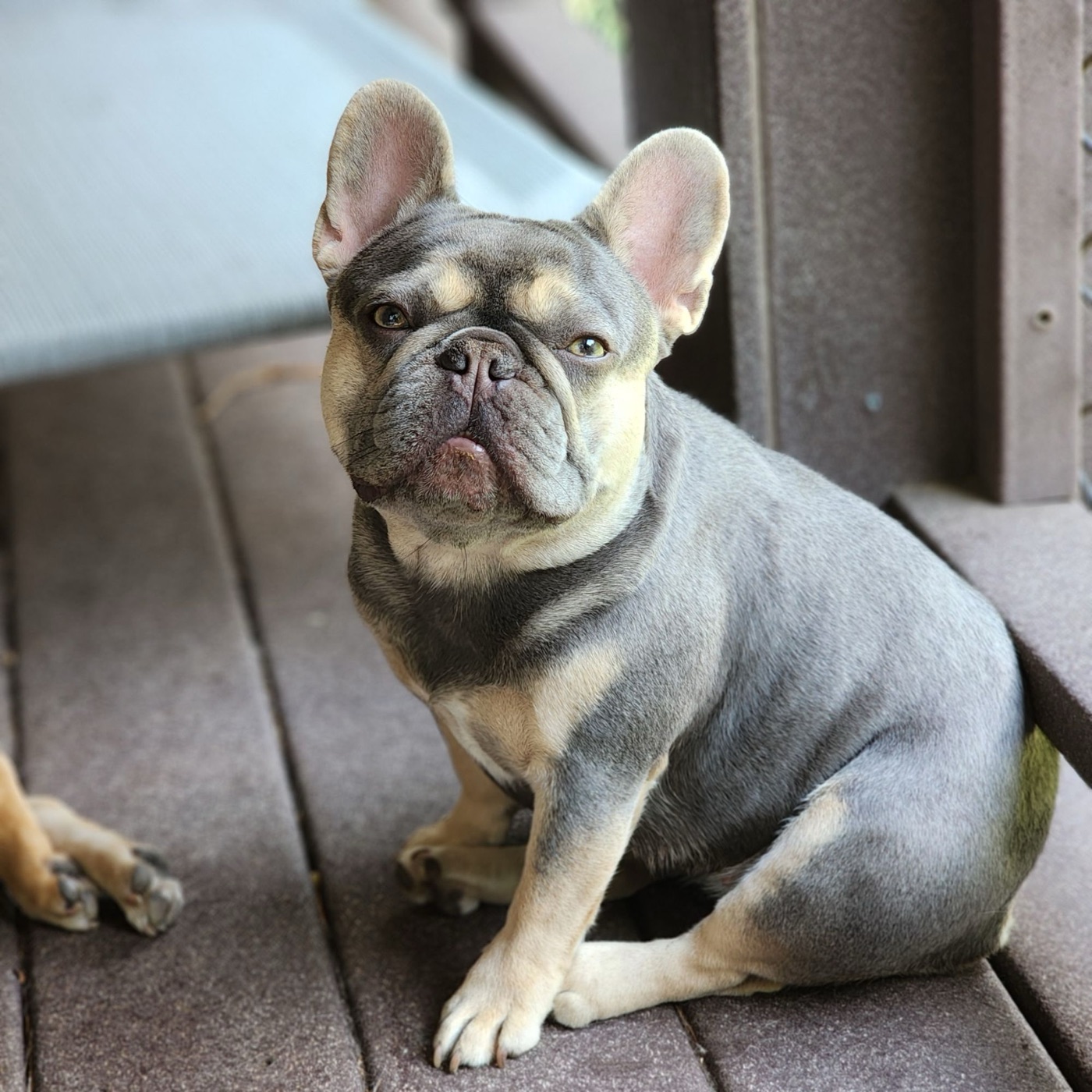 Ipsy, Forever Frenchies French Bulldog female