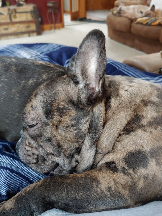 Jager, French Bulldog stud — in loving memory