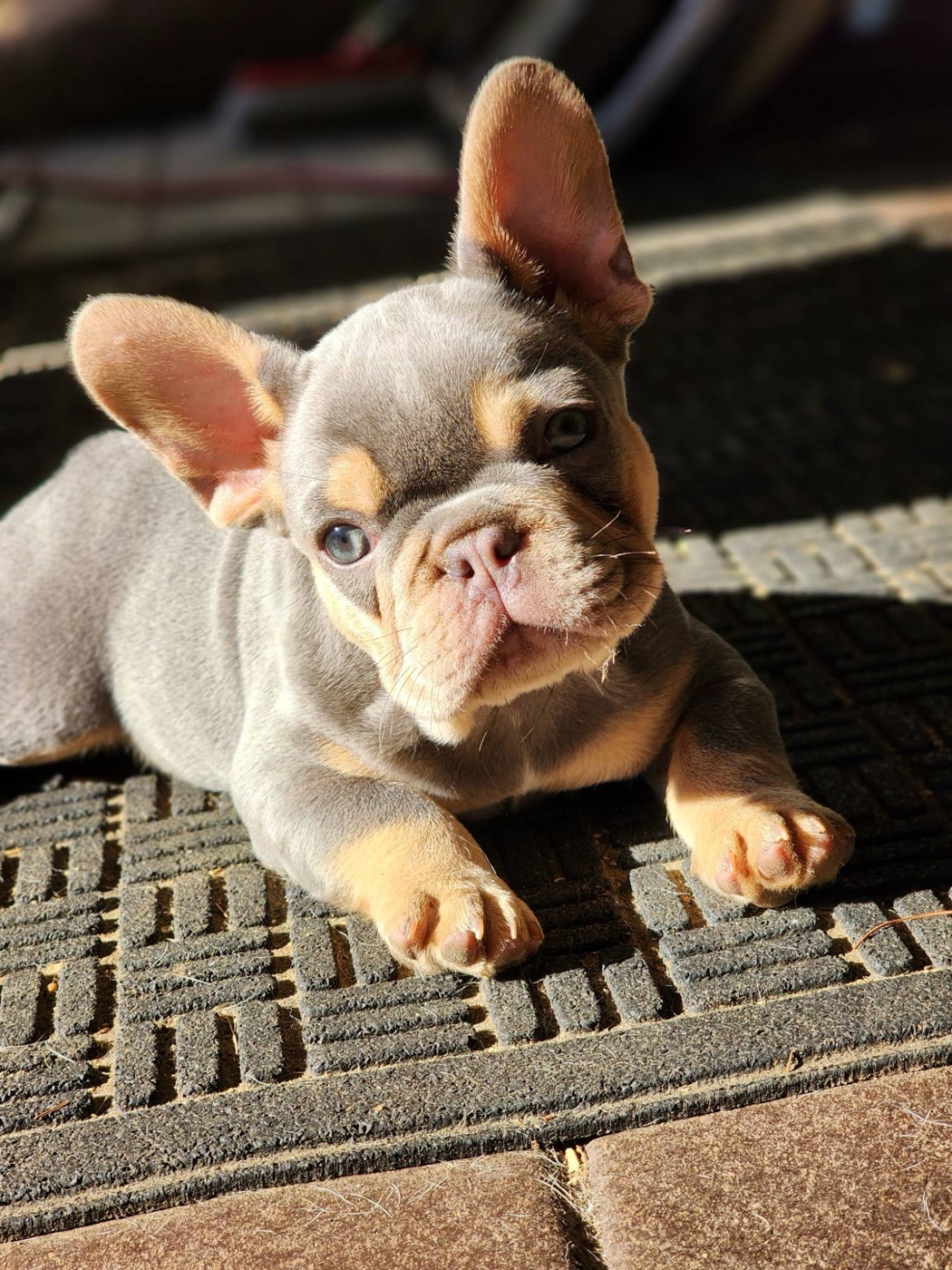 Forever Frenchies lilac and tan French Bulldog puppy