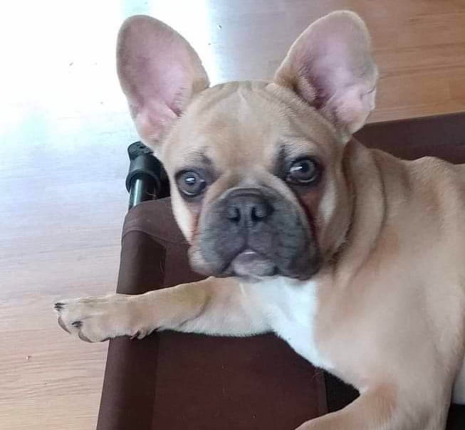 Maebie, French Bulldog female