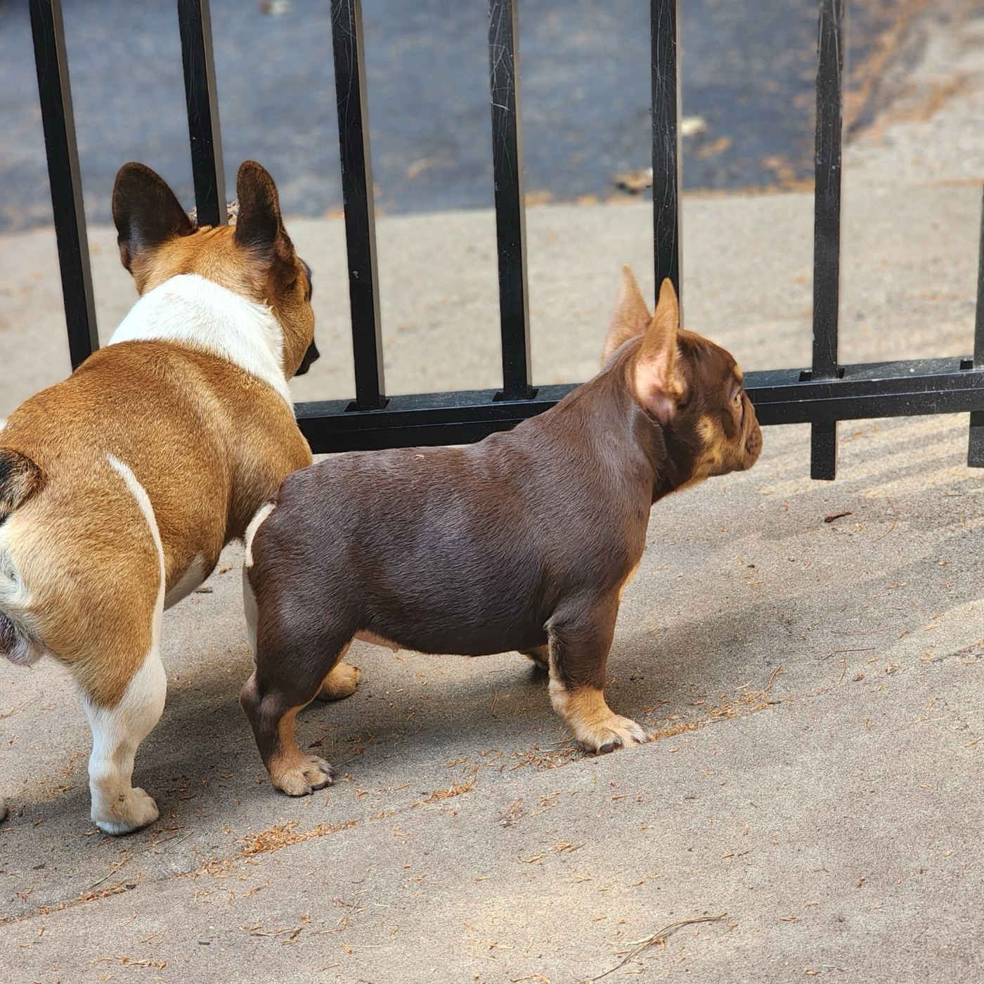 Miss Me, Forever Frenchies French Bulldog female puppy