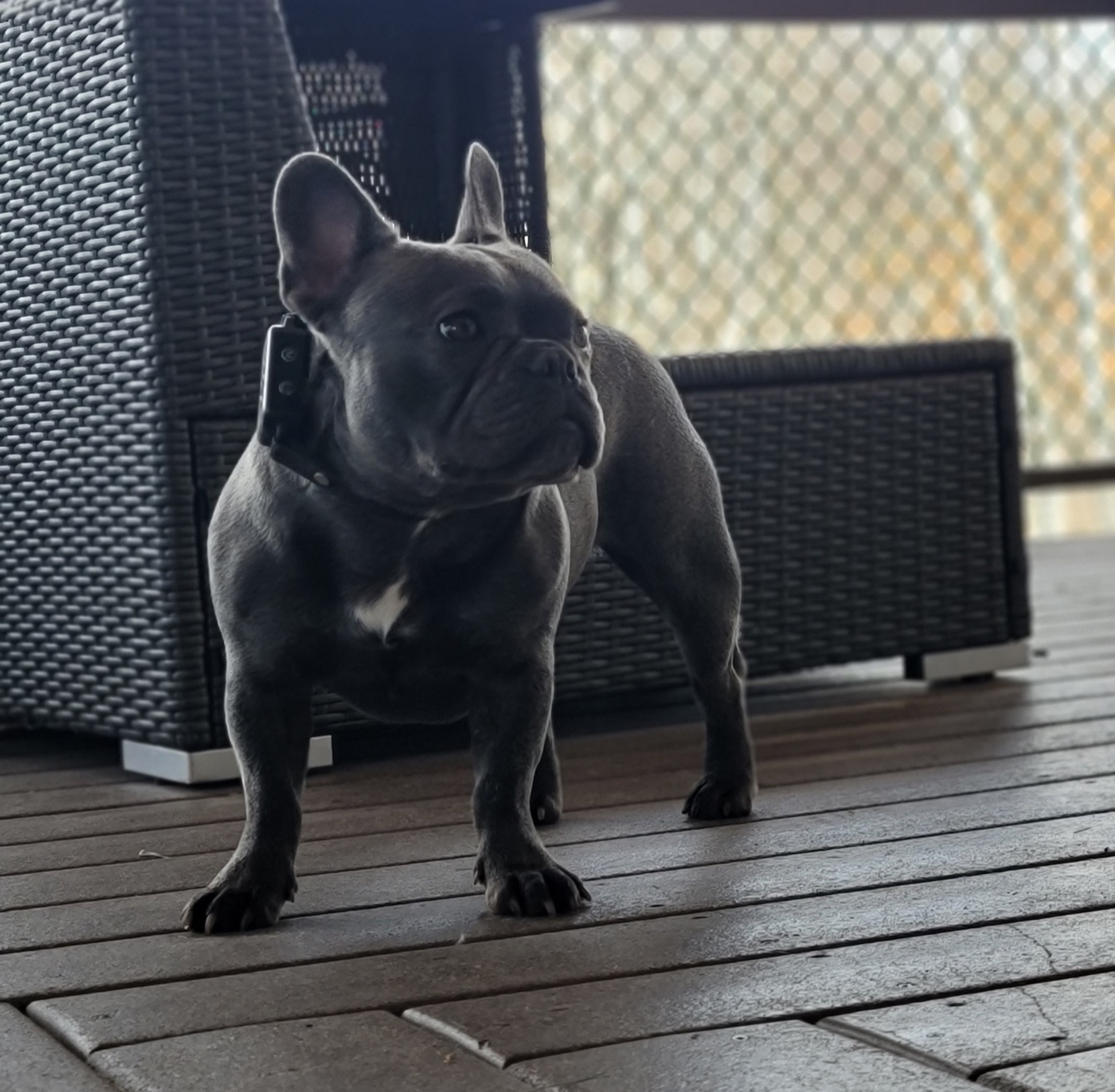 Neytiri (Netty), blue brindle French Bulldog — in loving memory