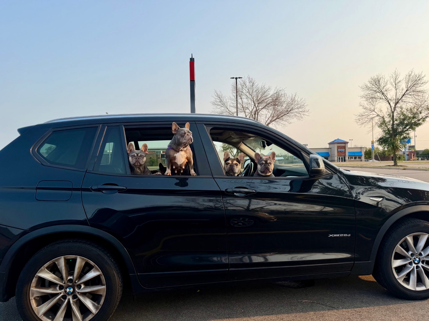 Four Forever Frenchies French Bulldogs looking out the windows of the car