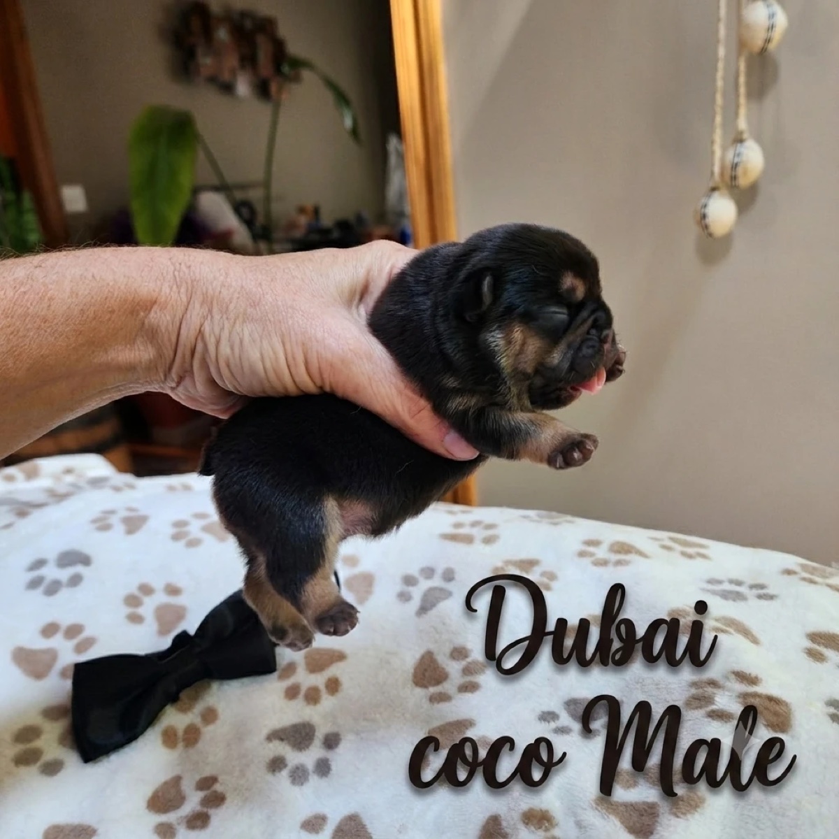 Dubai — coco male French Bulldog puppy