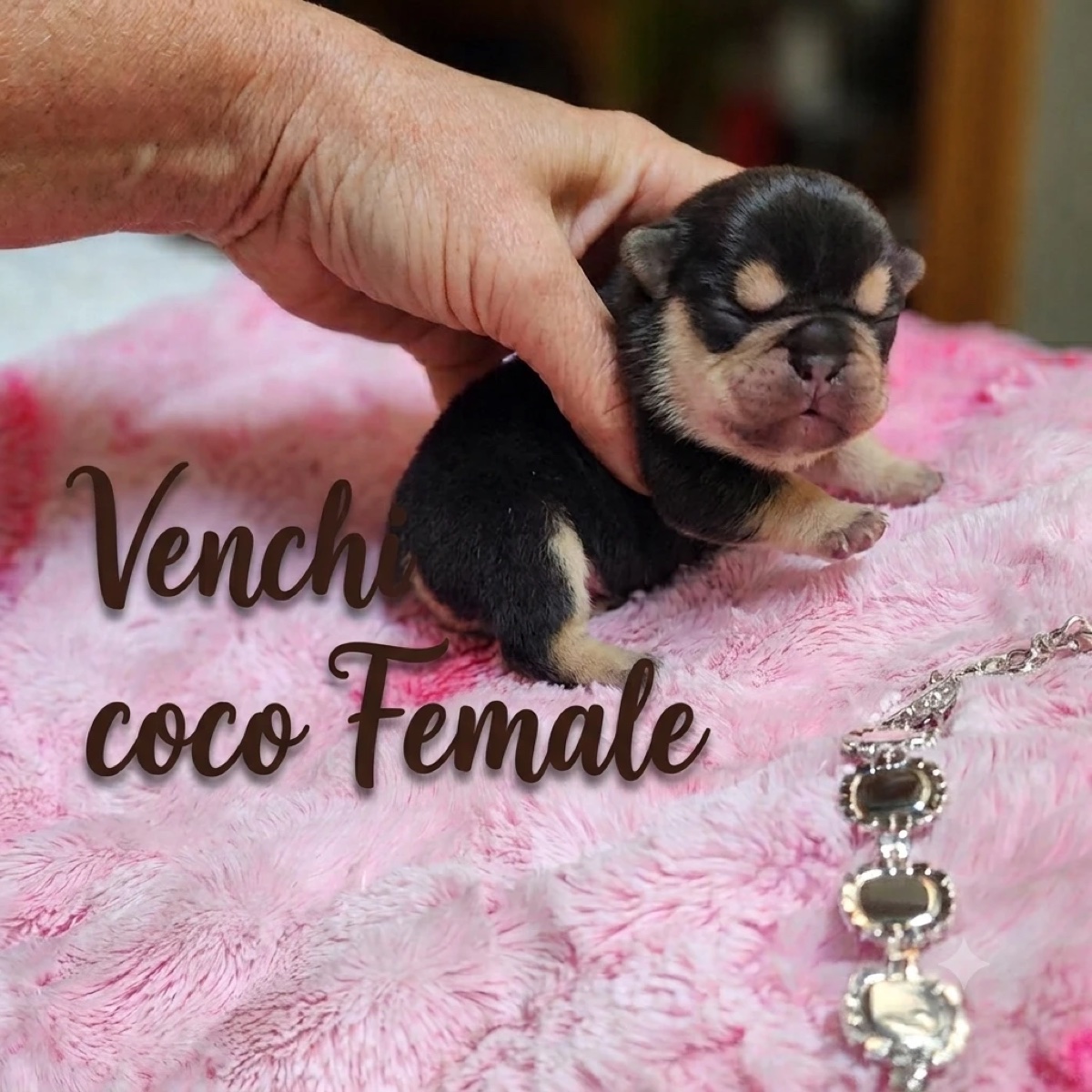 Venchi — coco female French Bulldog puppy