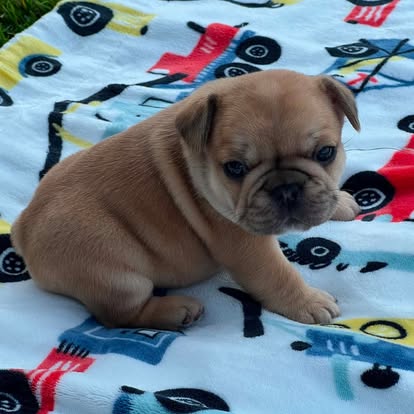 Forever Frenchies pups — fresh from our Facebook