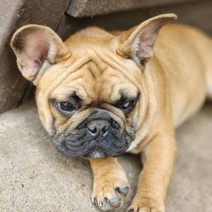 Forever Frenchies pups — fresh from our Facebook