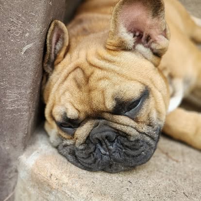 Forever Frenchies pups — fresh from our Facebook