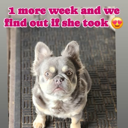Forever Frenchies pups — fresh from our Facebook
