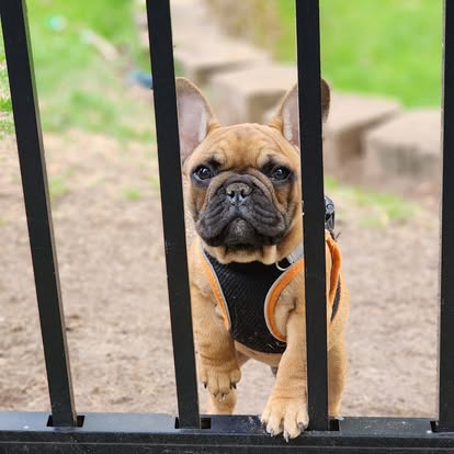 Forever Frenchies pups — fresh from our Facebook