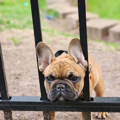 Forever Frenchies pups — fresh from our Facebook