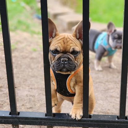 Forever Frenchies pups — fresh from our Facebook