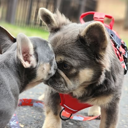 Forever Frenchies pups — fresh from our Facebook
