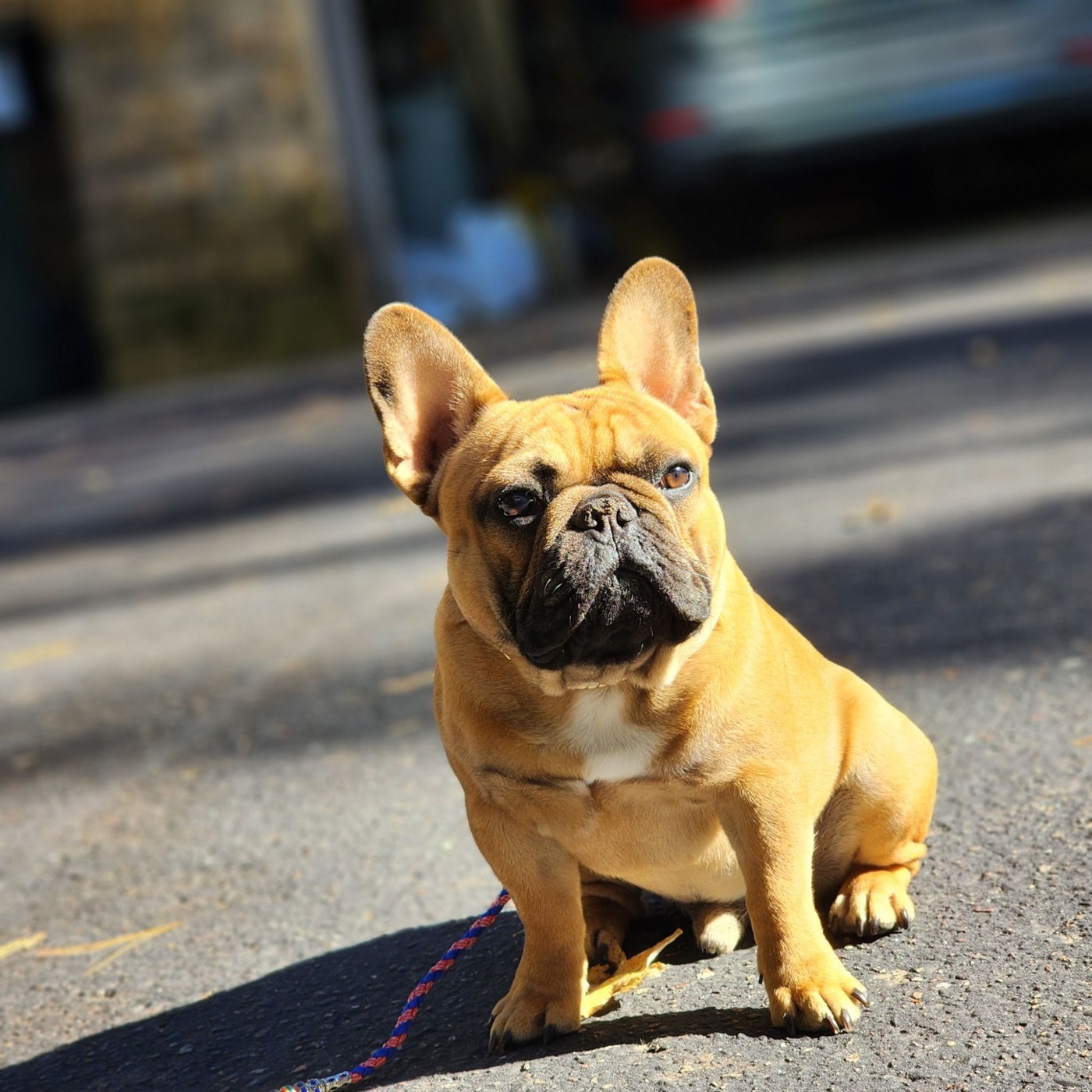 Redbull's Red Edition, compact standard red fawn French Bulldog stud