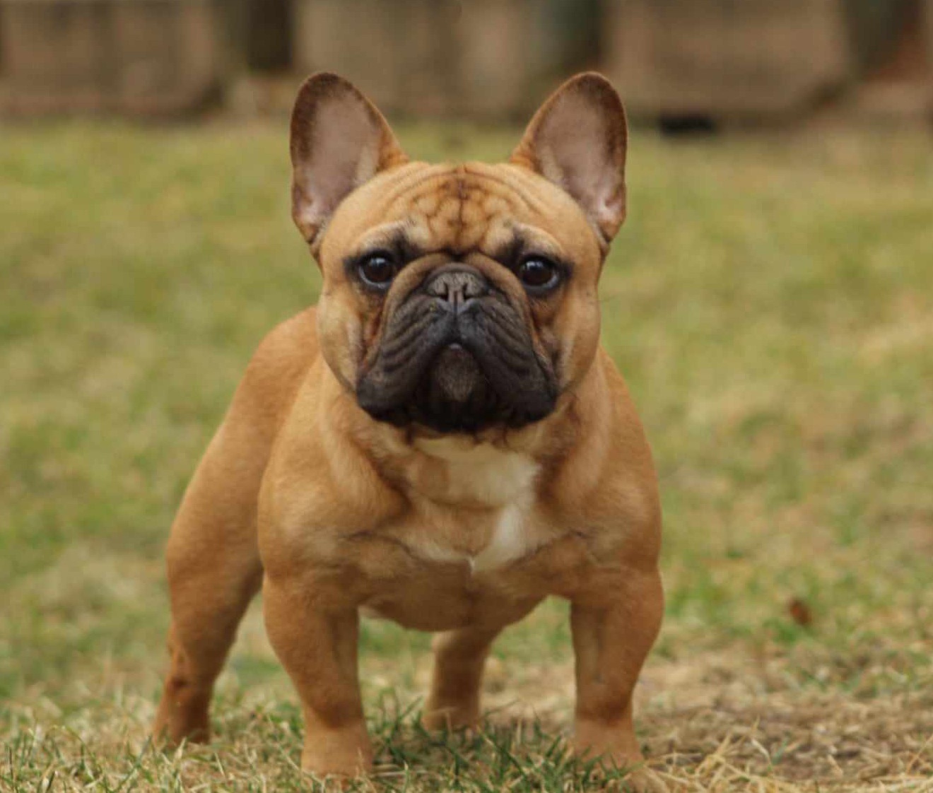 CH RedBull, champion red fawn French Bulldog — retired stud