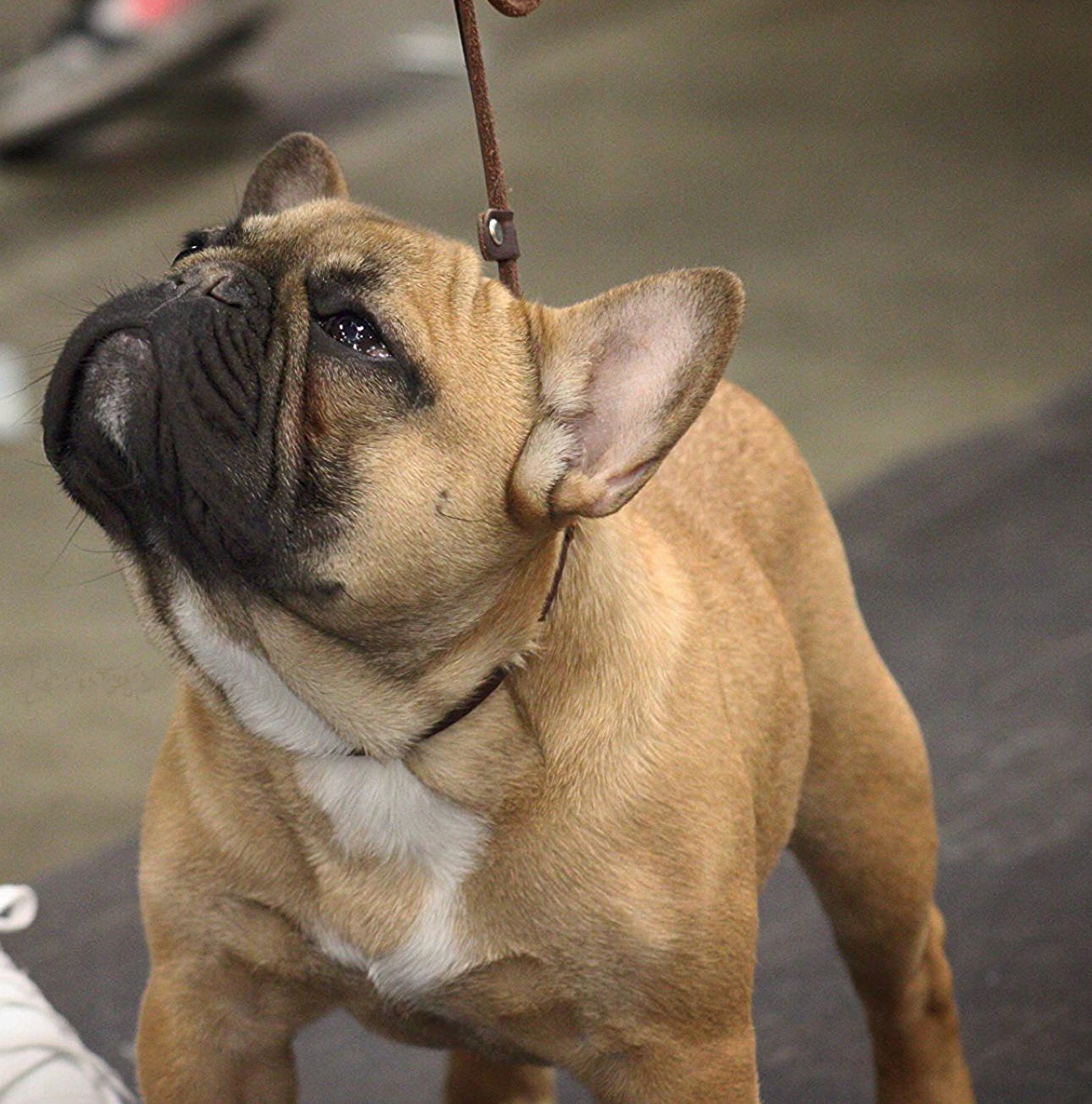 RedBull, red fawn French Bulldog stud