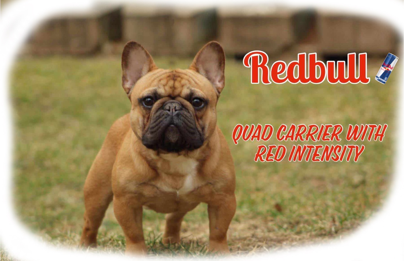 CH RedBull, champion red fawn French Bulldog