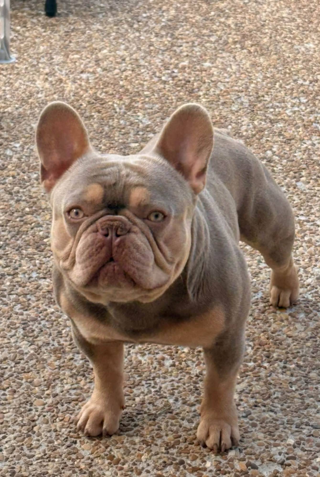 Ruger, lilac and tan French Bulldog