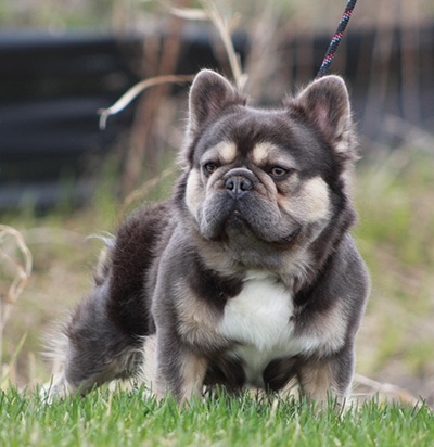 GRCH NW FatStax, Grand Champion Fluffy French Bulldog — retired stud