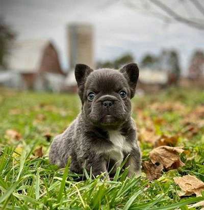 FatStax as a puppy