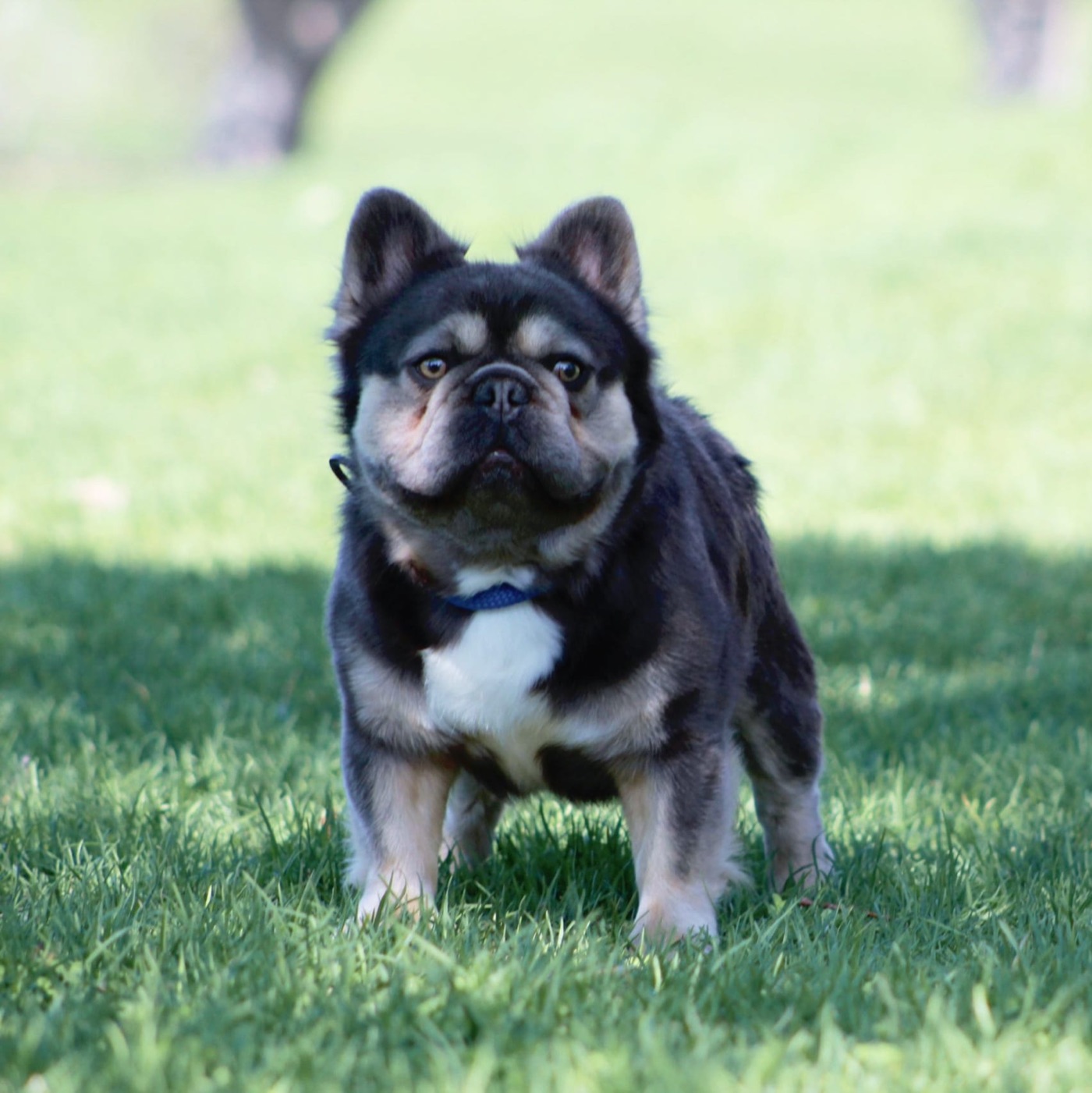 FatStax, Fluffy French Bulldog Grand Champion