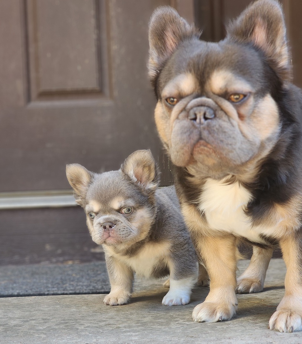 FatStax, Best in Show Fluffy French Bulldog
