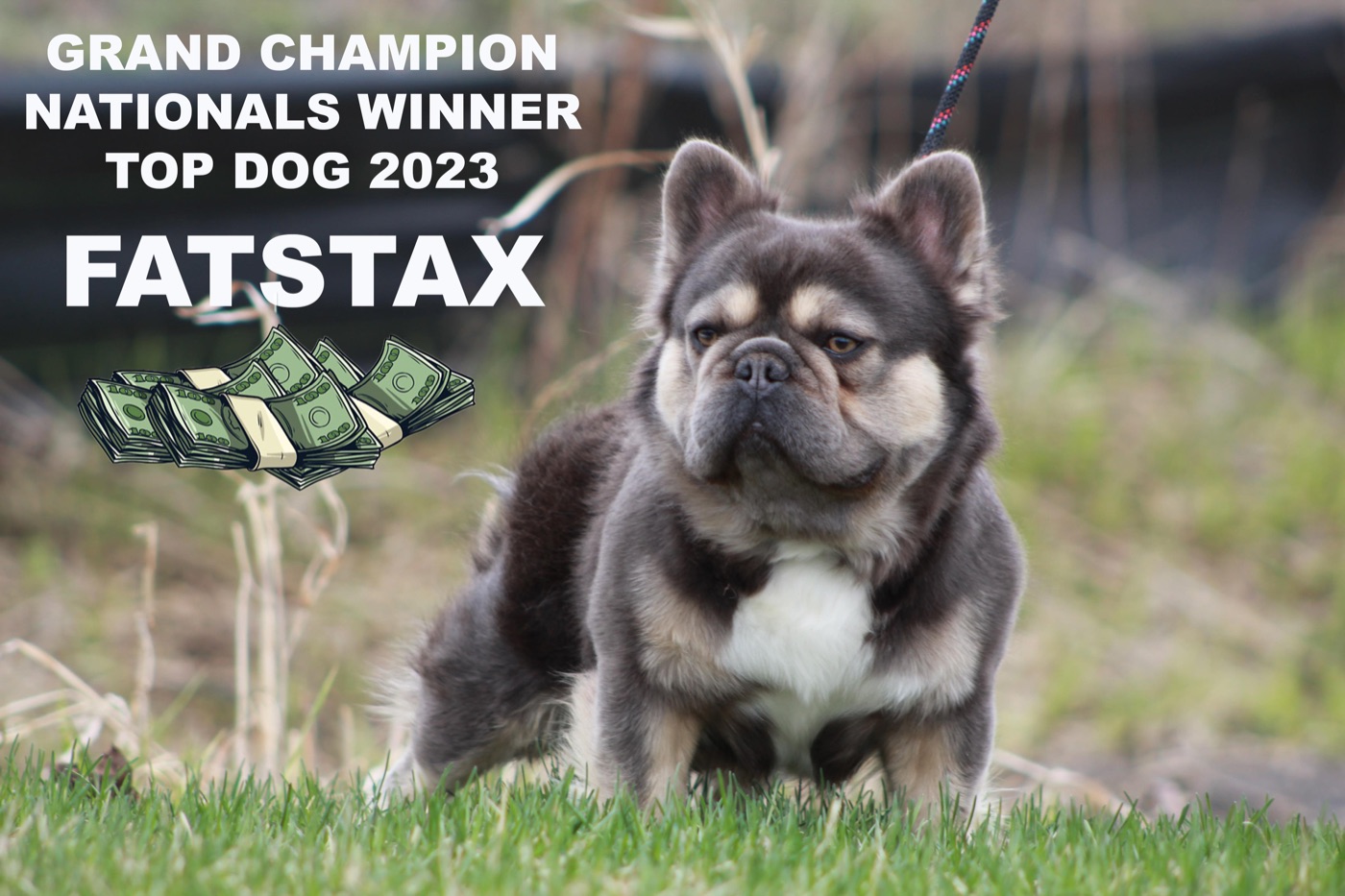 NW GRCH FatStax, Grand Champion Fluffy French Bulldog