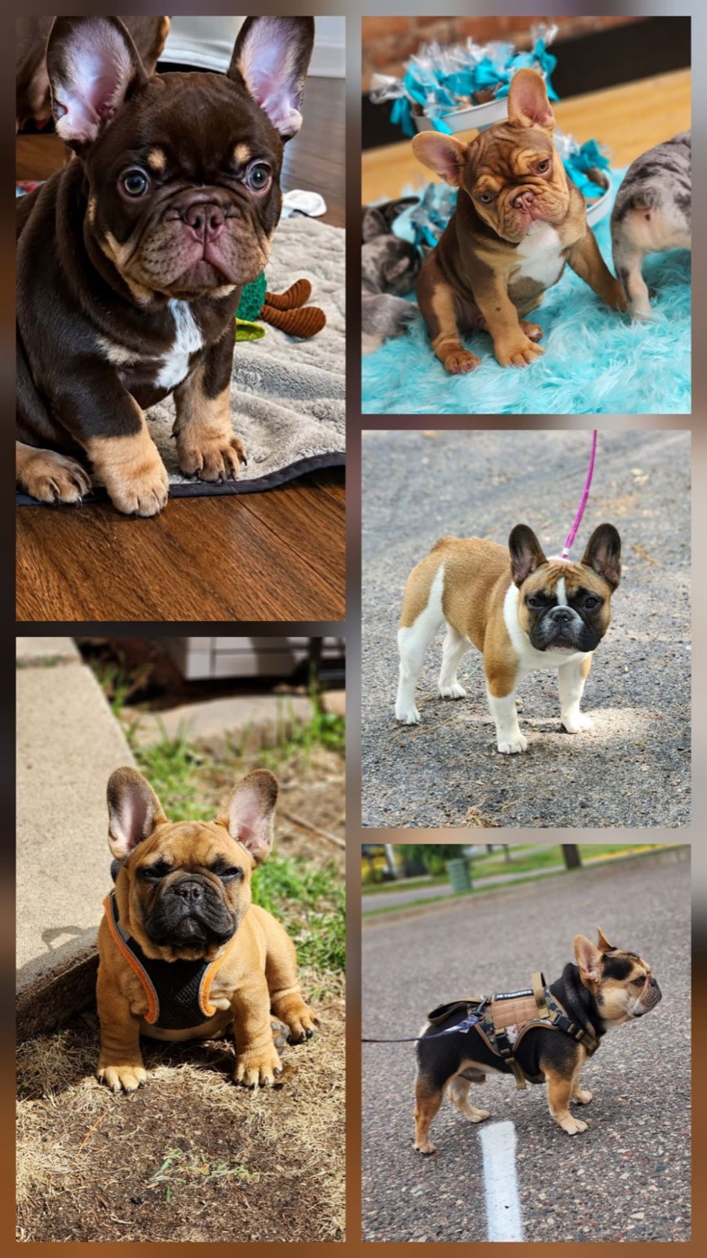 Forever Frenchies French Bulldog studs