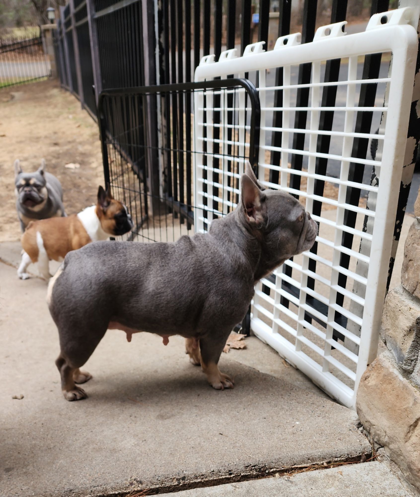 Chanel (Stumpy), lilac and tan French Bulldog female