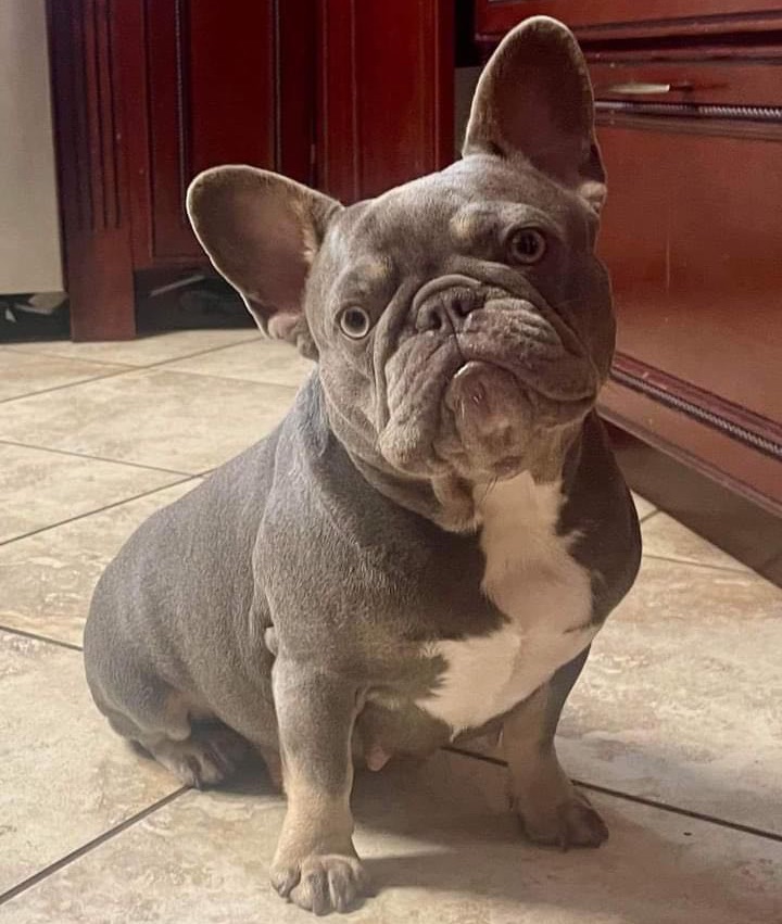 Chanel (Stumpy), lilac and tan French Bulldog female