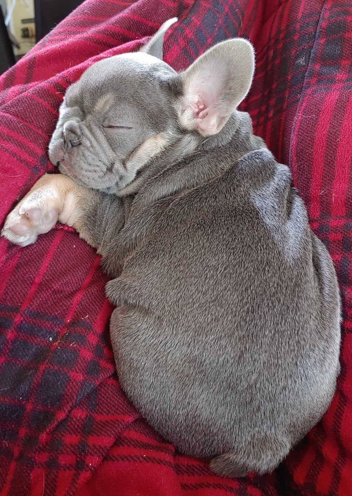 Xena (Baby Xee), Forever Frenchies French Bulldog
