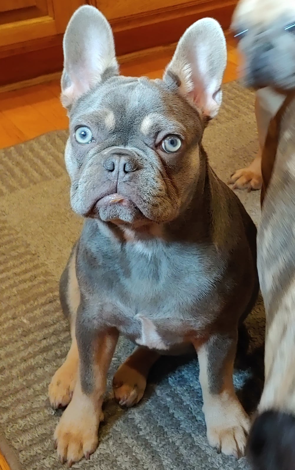 Xena relaxing at home
