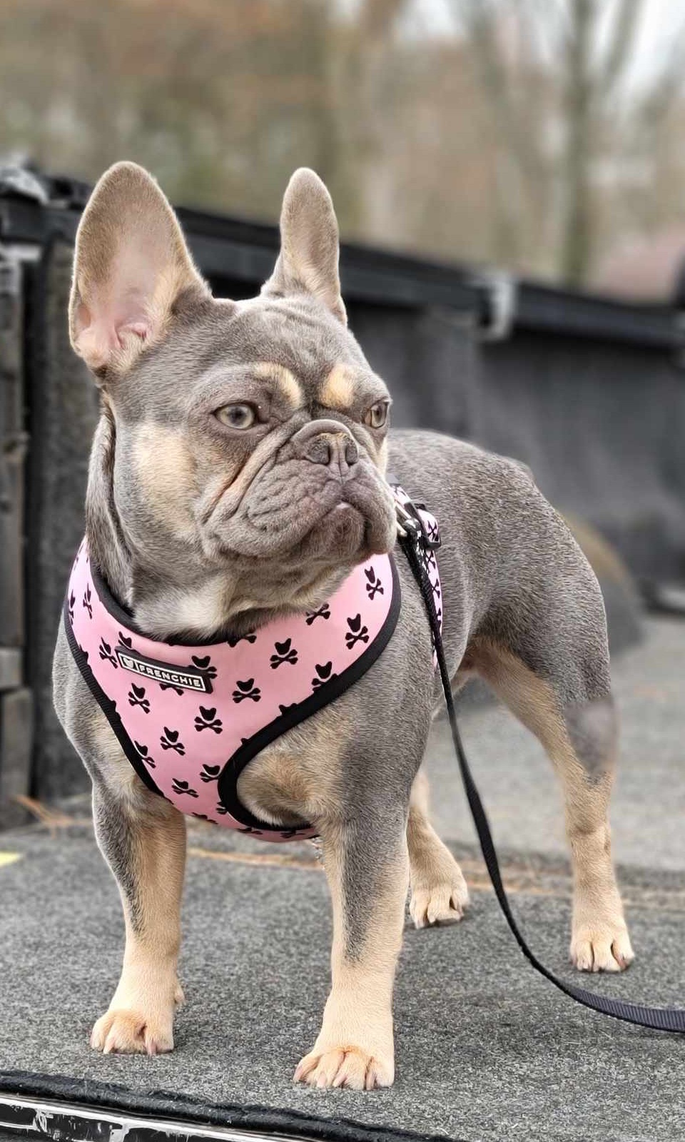 Xena, French Bulldog female