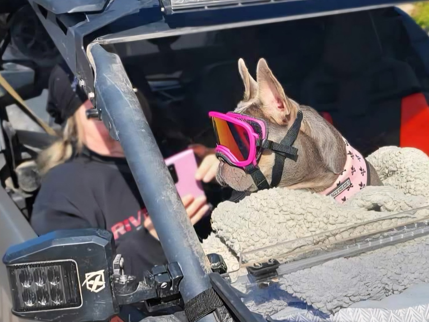 Xena in goggles and harness, ready to ride