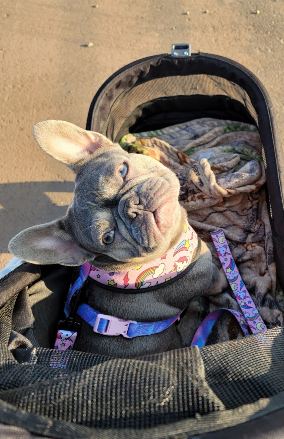 Xena head-tilt in her stroller