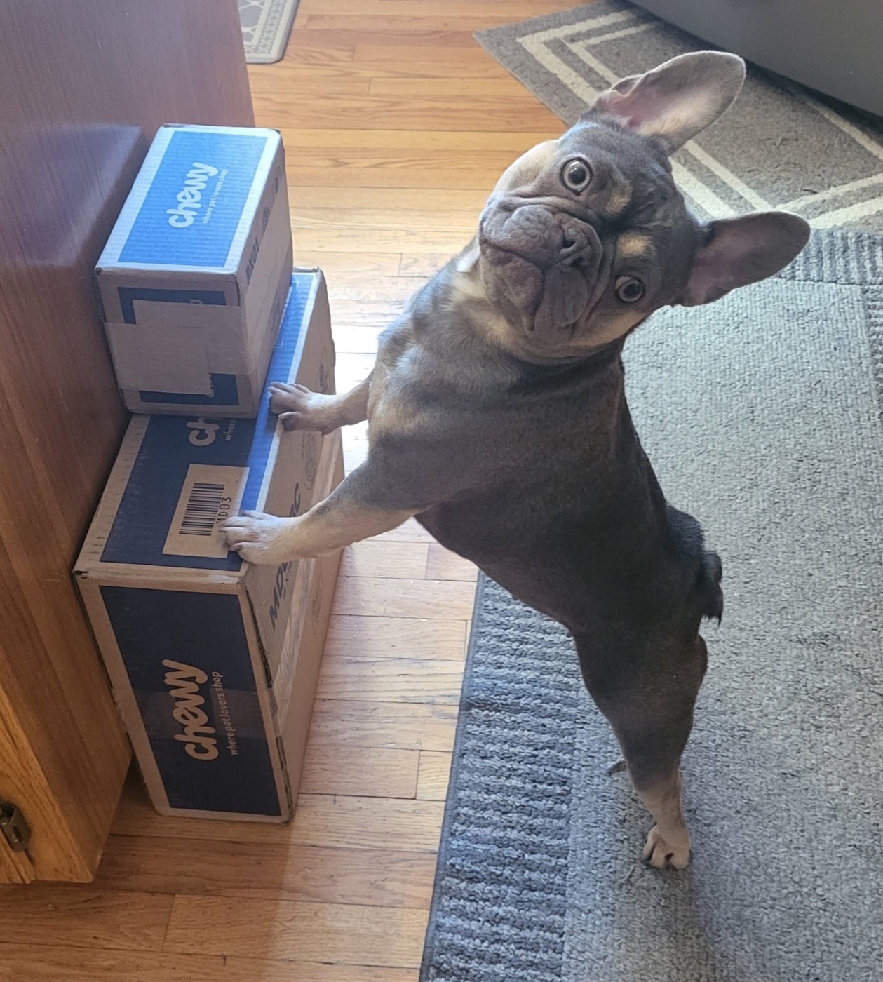 Xena with the Chewy delivery
