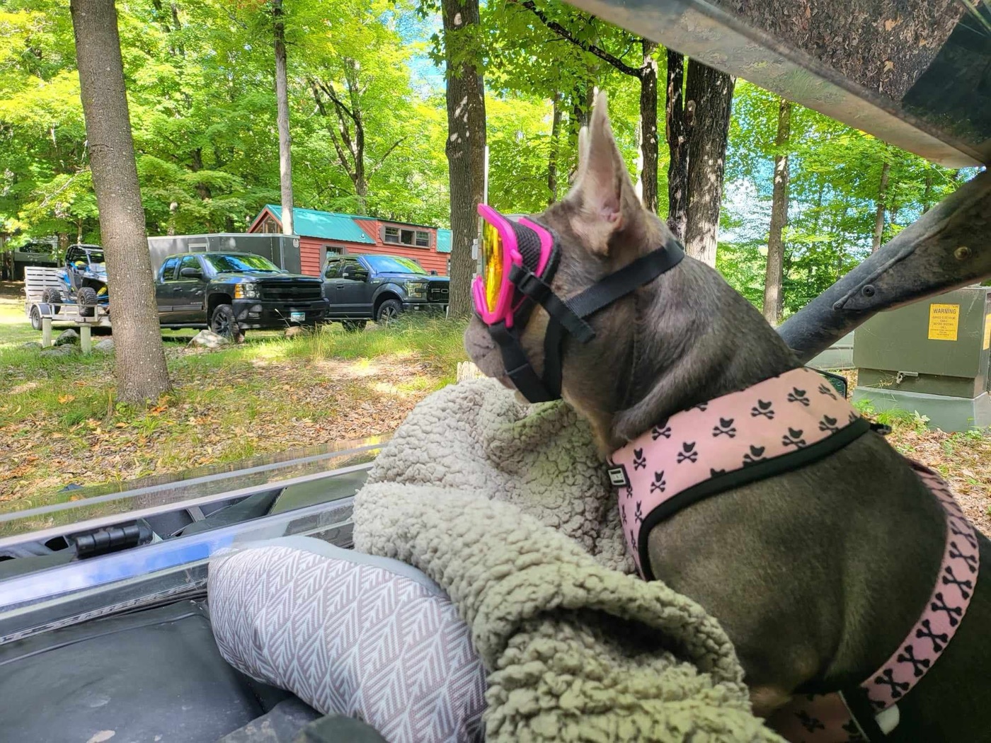 Xena in goggles watching the trail