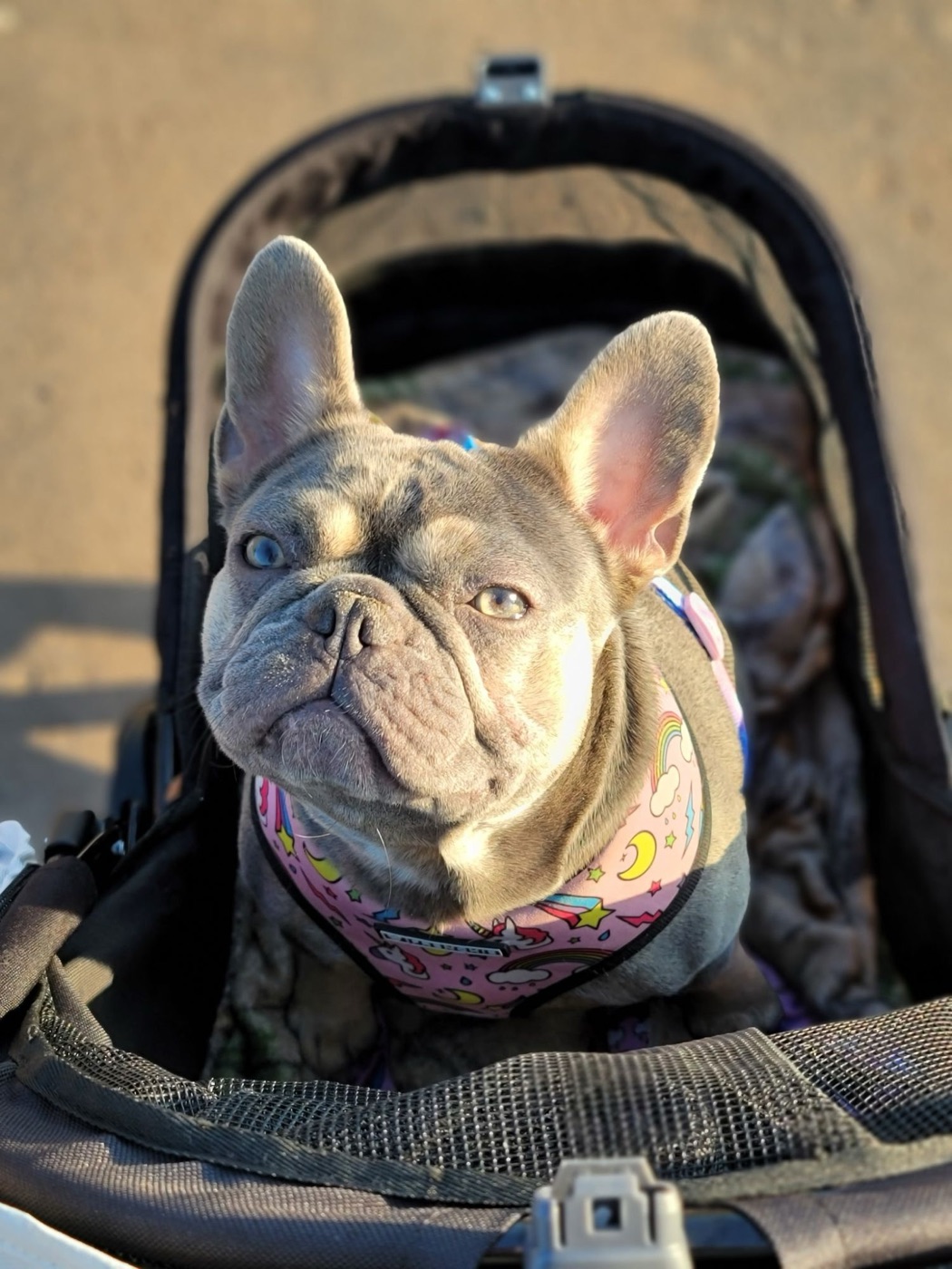 Xena, Forever Frenchies French Bulldog female