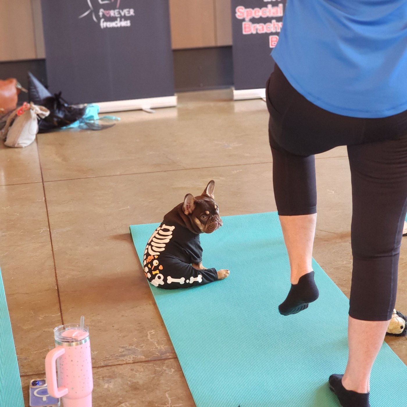 Puppy yoga with Forever Frenchies
