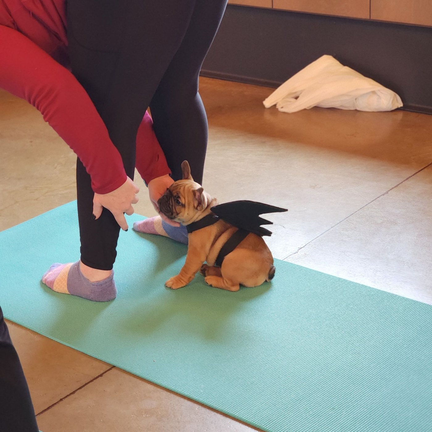 Puppy yoga with Forever Frenchies