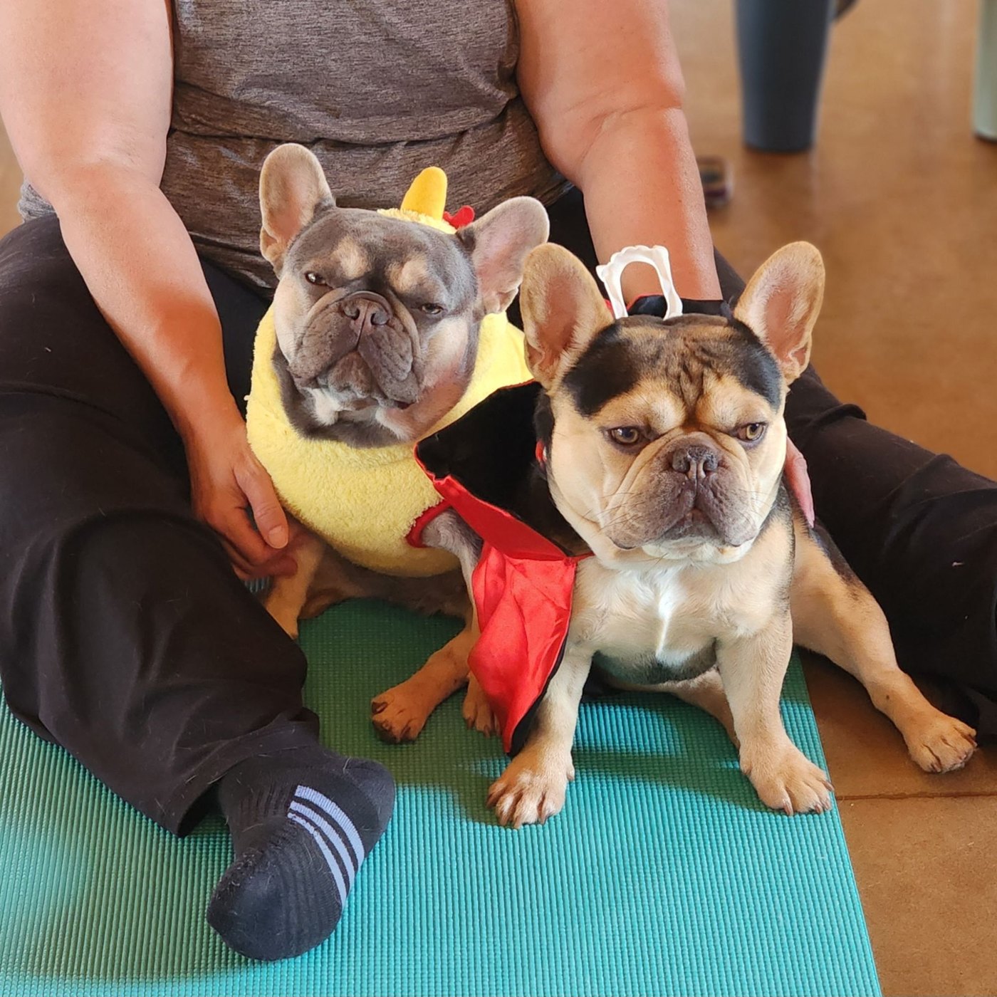 Puppy yoga with Forever Frenchies