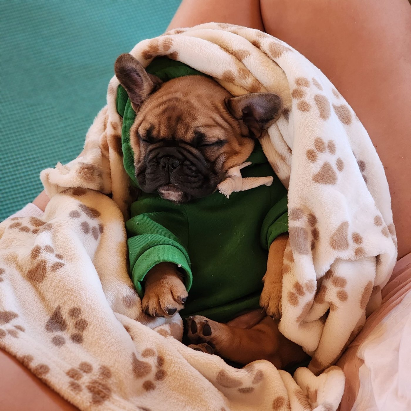 Puppy yoga with Forever Frenchies