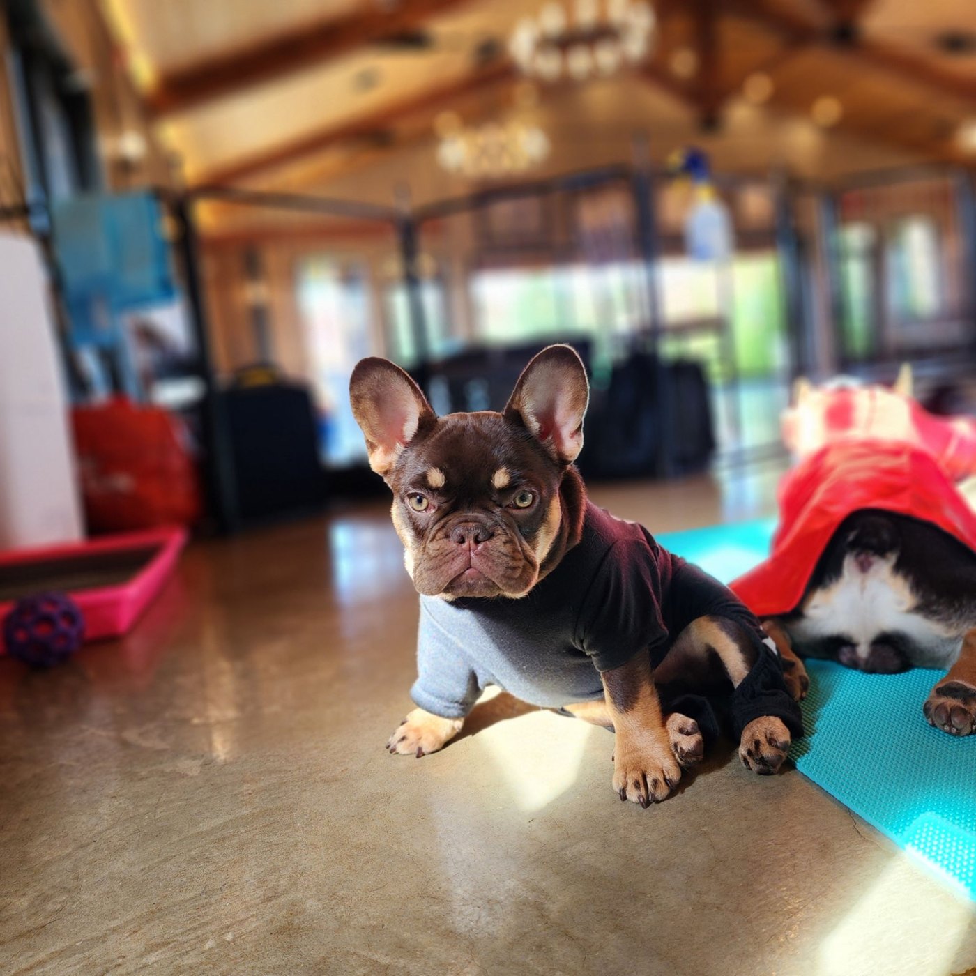 Puppy yoga with Forever Frenchies