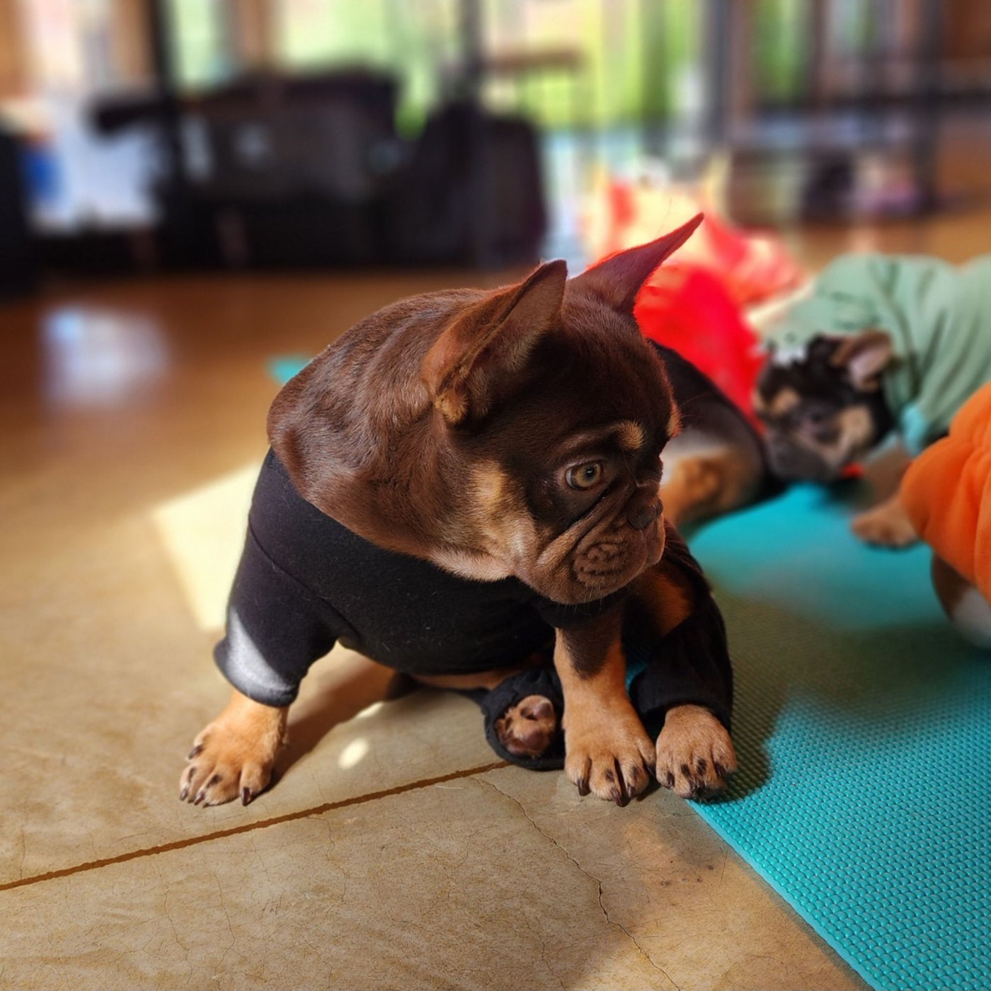 Puppy yoga with Forever Frenchies
