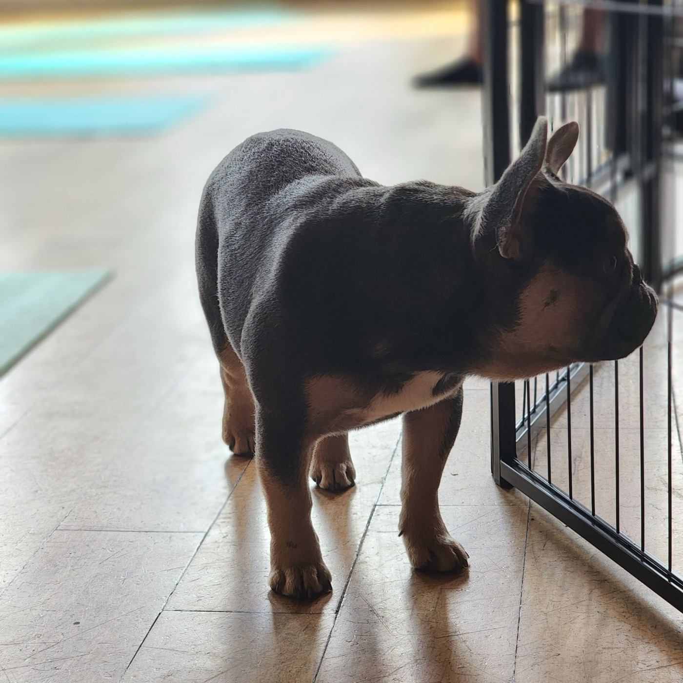 Zumi, Forever Frenchies French Bulldog female puppy
